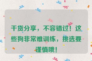 干货分享，不容错过！这些狗非常难训练，挑选要谨慎哦！