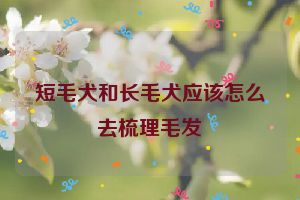 短毛犬和长毛犬应该怎么去梳理毛发