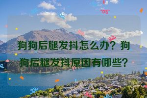 狗狗后腿发抖怎么办？狗狗后腿发抖原因有哪些？