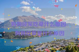 狗狗经常吃草什么原因-狗狗吃草是什么原因