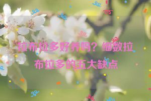 拉布拉多好养吗？细数拉布拉多的五大缺点