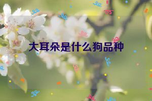 大耳朵是什么狗品种