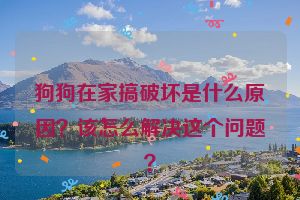 狗狗在家搞破坏是什么原因？该怎么解决这个问题？