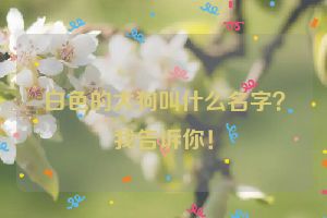 白色的大狗叫什么名字？我告诉你！