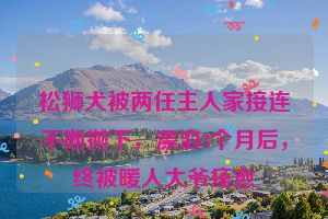 松狮犬被两任主人家接连不断抛下,漂泊3个月后,终被暖人大爷痊愈