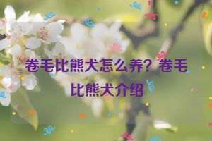 卷毛比熊犬怎么养？卷毛比熊犬介绍