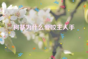 柯基为什么爱咬主人手