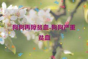 狗狗再障贫血-狗狗严重贫血