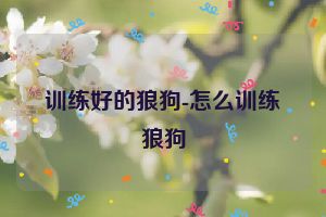 训练好的狼狗-怎么训练狼狗