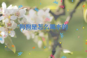 狗狗是怎么喝水的