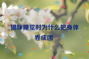 猫咪睡觉时为什么把身体卷成团 