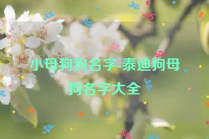 小母狗狗名字-泰迪狗母狗名字大全