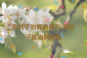 狗肚子治胃病偏方-狗肚子能治胃病吗