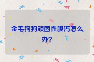 金毛狗狗顽固性腹泻怎么办？