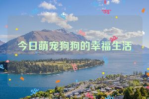 今日萌宠狗狗的幸福生活