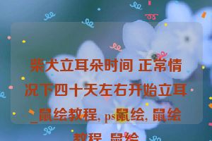 柴犬立耳朵时间 正常情况下四十天左右开始立耳_鼠绘教程, ps鼠绘, 鼠绘教程, 鼠绘