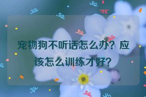 宠物狗不听话怎么办？应该怎么训练才好？