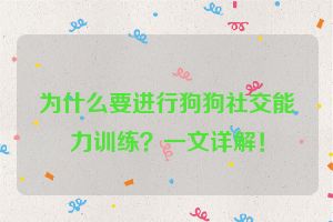 为什么要进行狗狗社交能力训练?一文详解!