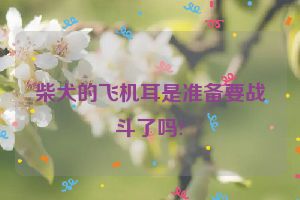 柴犬的飞机耳是准备要战斗了吗?