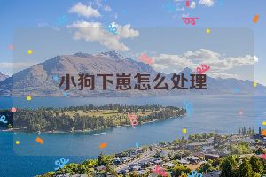 小狗下崽怎么处理
