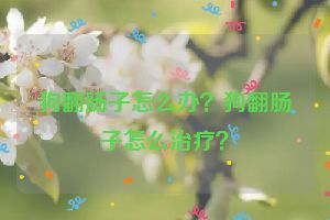 狗翻肠子怎么办？狗翻肠子怎么治疗？