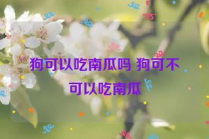 狗可以吃南瓜吗 狗可不可以吃南瓜