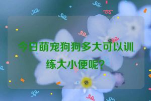 今日萌宠狗狗多大可以训练大小便呢？