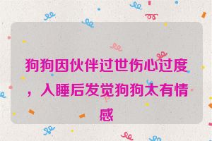狗狗因伙伴过世伤心过度，入睡后发觉狗狗太有情感