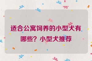 适合公寓饲养的小型犬有哪些？小型犬推荐