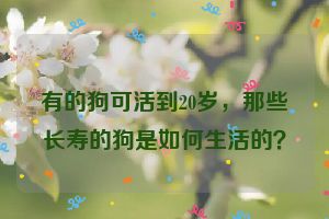 有的狗可活到20岁,那些长寿的狗是如何生活的?