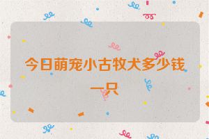 今日萌宠小古牧犬多少钱一只