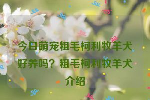 今日萌宠粗毛柯利牧羊犬好养吗？粗毛柯利牧羊犬介绍