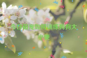 今日萌宠如何训练狗狗大小便