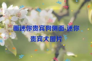 画迷你贵宾狗侧面-迷你贵宾犬图片