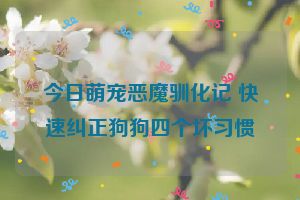 今日萌宠恶魔驯化记 快速纠正狗狗四个坏习惯