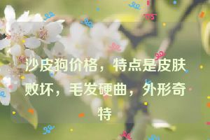 沙皮狗价格,特点是皮肤败坏,毛发硬曲,外形奇特