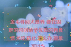 金毛寻回犬喂养 要在固定的时间给予优质的狗食_柴犬咬,防止,怎么办,简单,可以