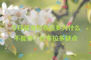 今日萌宠拉布拉多为什么不能养？拉布拉多缺点