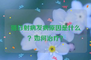 猫日射病发病原因是什么？如何治疗？