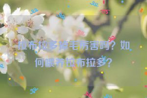 拉布拉多掉毛厉害吗？如何喂养拉布拉多？