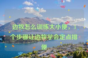 边牧怎么训练大小便，3个步骤让边牧学会定点排便