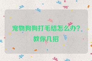 宠物狗狗打毛结怎么办?教你几招