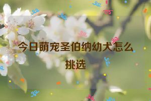 今日萌宠圣伯纳幼犬怎么挑选