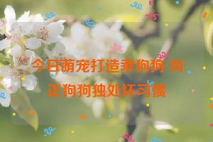 今日萌宠打造乖狗狗 纠正狗狗独处坏习惯