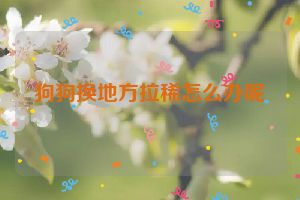 狗狗换地方拉稀怎么办呢