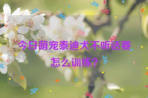 今日萌宠泰迪犬不听话要怎么训练？