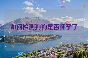 如何检测狗狗是否怀孕了