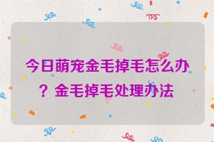 今日萌宠金毛掉毛怎么办？金毛掉毛处理办法