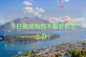 今日萌宠狗狗不服管教怎么办？
