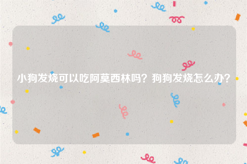 小狗发烧可以吃阿莫西林吗？狗狗发烧怎么办？